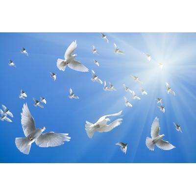 Fototapete PAPERMOON "White Doves", bunt, B:3m L:2,23m, Vlies, Tapeten