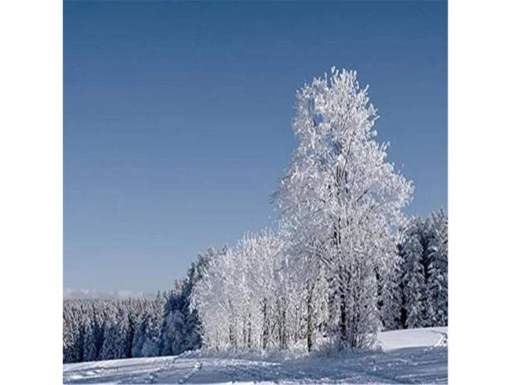Puzzle 4000 Teile für Erwachsene,Baum im Schnee Puzzles Geschicklichkeitsspiel für die Ganze Familie, Landschaf Puzzle Schwer Dekompressionder Erwachsenenpuzzle ab 14 Jahren-55.70x34.44 Zoll (141.5 x