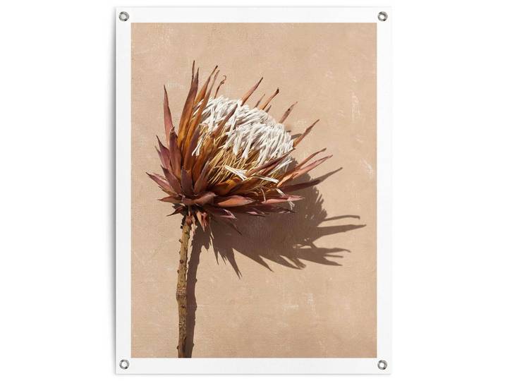 Poster REINDERS Schattenblume , braun (farbe bild(er): braun), B:60cm H:80cm T:0,1cm, Bilder, Poster, Garten - Trockenblumen - Exotisch - Braun - Leinwand - Blumen