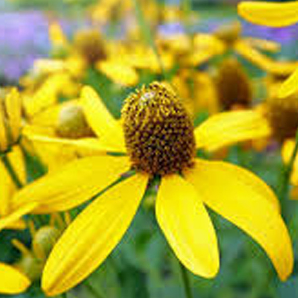 6 x Rudbeckia nitida Herbstsonne Zonnedouche-bloem van Arborix, Potmaat: 9 x 9 cm