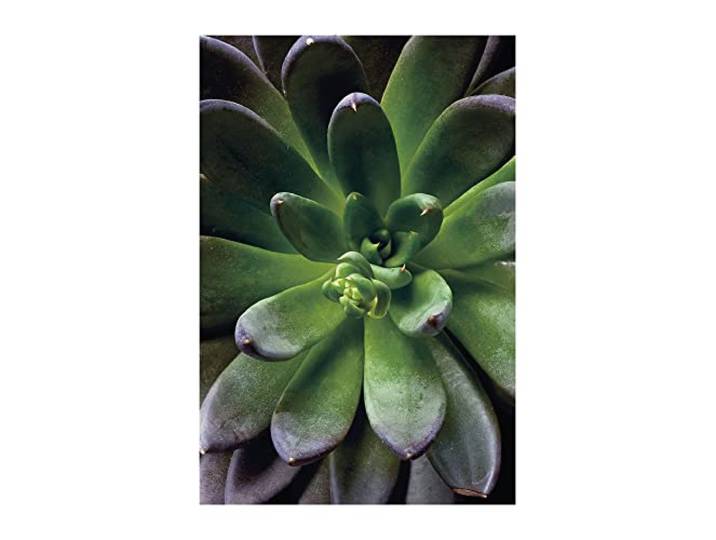 Komar Succulent Single – Taille : 50 x 70 cm Impression sur toile (sans cadre) – Pure Boutique
