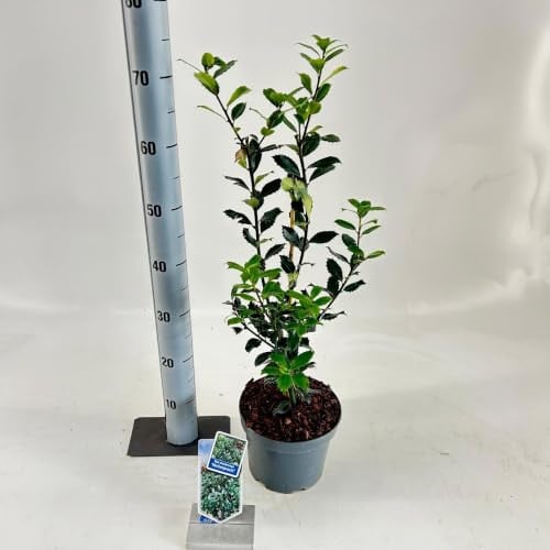 Ilex meserveae Heckenpracht Blauwe in pot, 50-60 cm