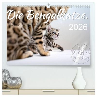 Die Bengalkatze. Edition Jungtiere (hochwertiger Premium Wandkalender 2026 DIN A2 quer), Kunstdruck in Hochglanz