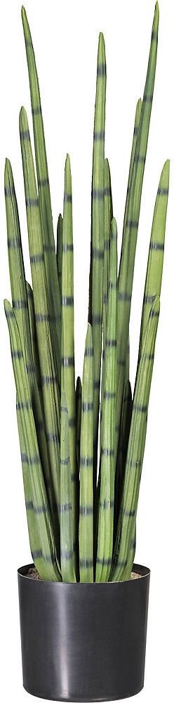 kaiserkraft Sansevieria cylindrica, im Kunststofftopf, Höhe 1000 mm
