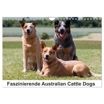 Faszinierende Australian Cattle Dogs (Wandkalender 2027 DIN A4 quer), CALVENDO Monatskalender