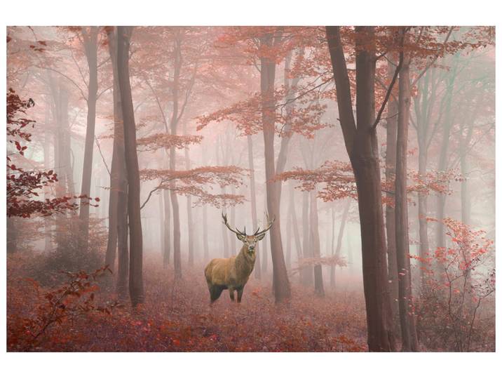 Alubild Hirsch im Herbstwald image LAND
