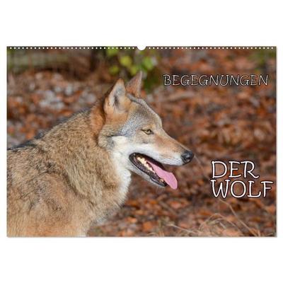 Begegnungen DER WOLF (Wandkalender 2027 DIN A2 quer), CALVENDO Monatskalender