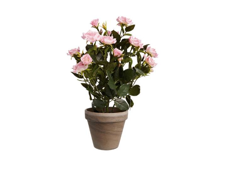 Mica Rosenstrauch im Topf Grau 33 cm