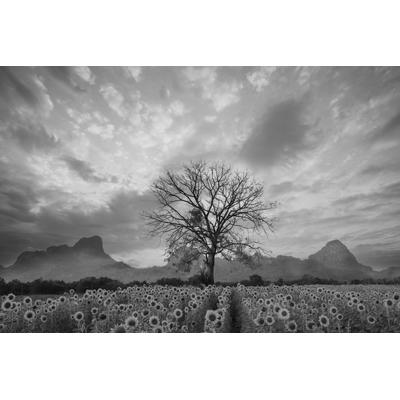 Papermoon "Sonnenblumenfeld mit Baum Schwarz & Weiß"