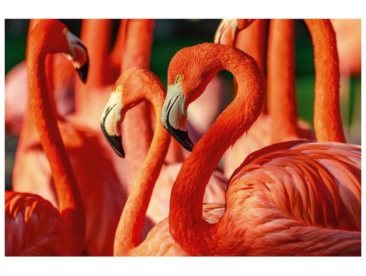 Alubild Flamingos image LAND