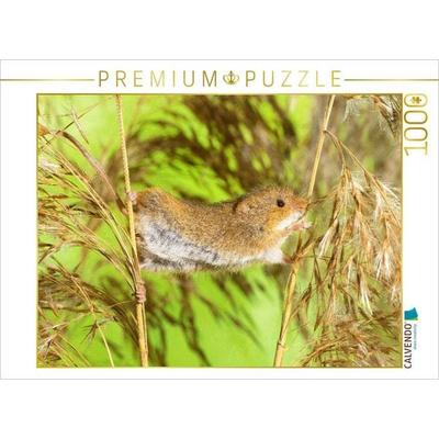 CALVENDO Puzzle Klettermeister: Zwergmaus hangelt auf einer Getreide-Ähre | 1000 Teile Lege-Größe 64x48cm Foto-Puzzle für glückliche Stunden