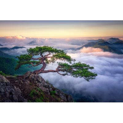 Fototapete PAPERMOON "Photo-Art TIGER SEO, AUF DEM BERG", bunt, B:5m L:2,8m, Vlies, Tapeten