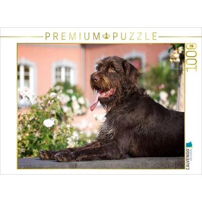 CALVENDO Puzzle Böhmisch Rauhbart | 1000 Teile Lege-Größe 64x48cm Foto-Puzzle für glückliche Stunden
