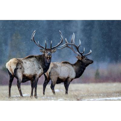 Fototapete PAPERMOON "Photo-Art VERDON, ERSTER SCHNEE", bunt, B:3,5m L:2,6m, Vlies, Tapeten