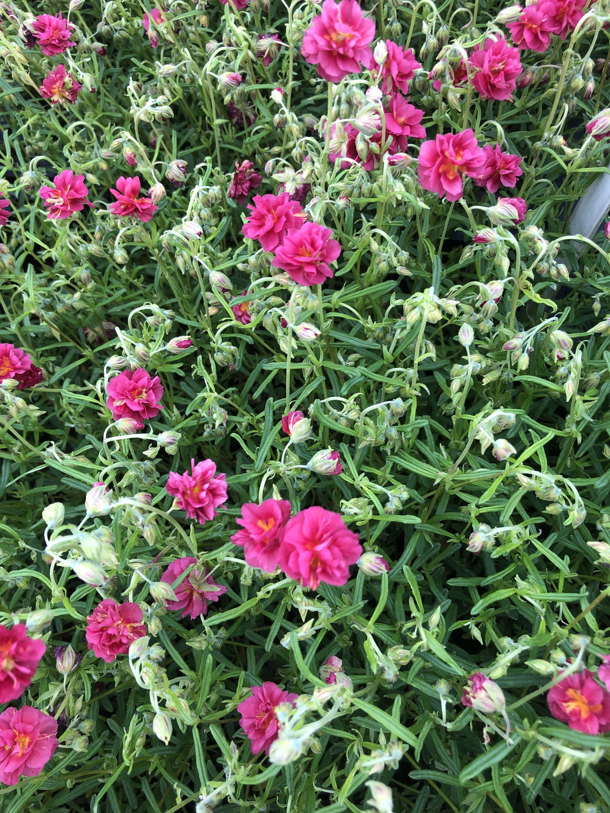 6 x Helianthemum hybr. Cerise Queen Zonnebloem - Pot van 9x9 cm