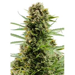Royal Queen Seeds White Widow Auto 1 Samen - 1