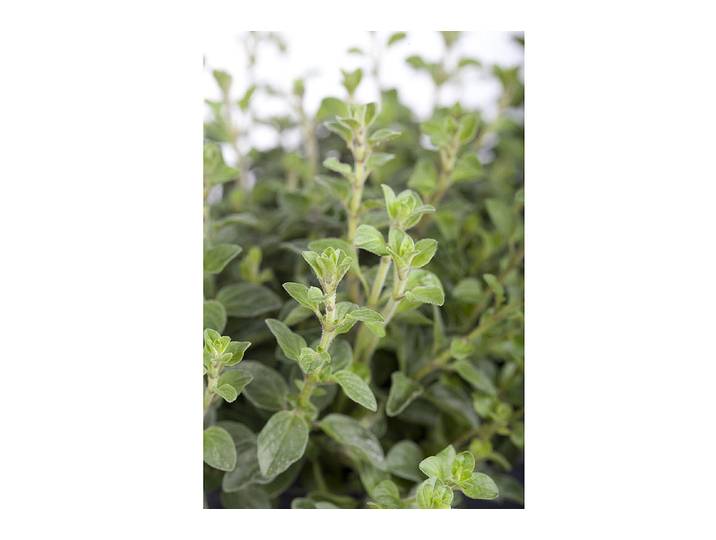 Naturaplan Oregano Origanum vulgare ⌀ 13 cm