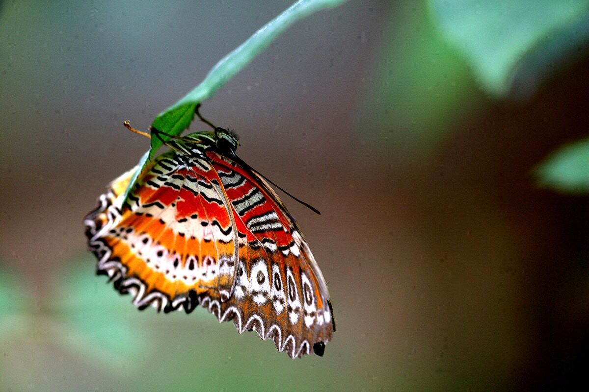 Fototapete PAPERMOON "Schmetterling", bunt, B:2,5m L:1,86m, Vlies, Tapeten, Fototapete