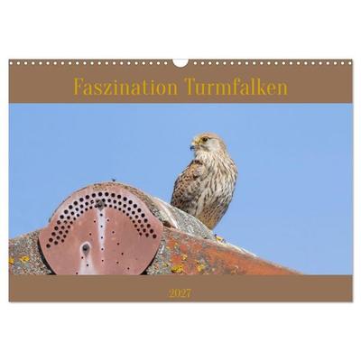Faszination Turmfalken (Wandkalender 2027 DIN A3 quer), CALVENDO Monatskalender