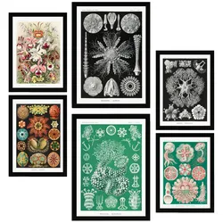 POSTER Set Mit 6 Botanisch Blumig A3 & A4 Schwarzer Rahmen