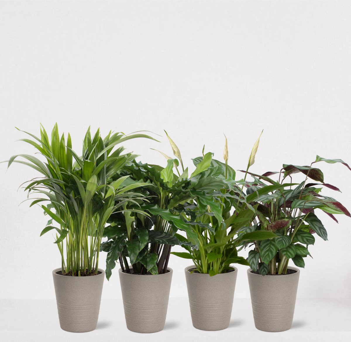 Set van 4 luchtzuiverende kamerplanten met sierpot Babe Grijs - Areca, Calathea Blue Grass, Calathea Compactstar en Spathiphyllum - Hoogte: 35-55 cm, Diameter: 13 cm