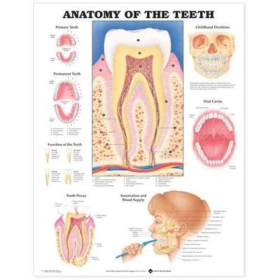 Anatomy of the Teeth Anatomical Chart, Nonbook von Tbd, Wolters Kluwer Health, 978-1-58779-100-0