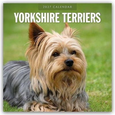 Yorkshire Terriers – Yorkshire Terrier 2027 – 16-Monatskalender