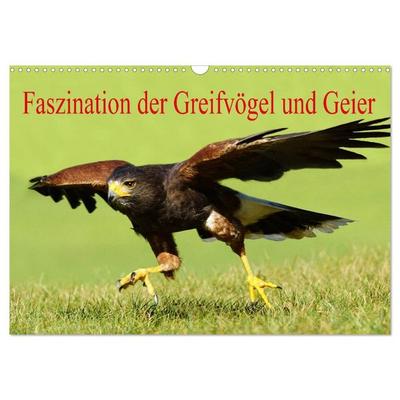 Faszination der Greifvögel und Geier (Wandkalender 2027 DIN A3 quer), CALVENDO Monatskalender
