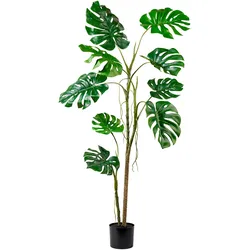 Split Philo Pflanze 182cm im Topf grün