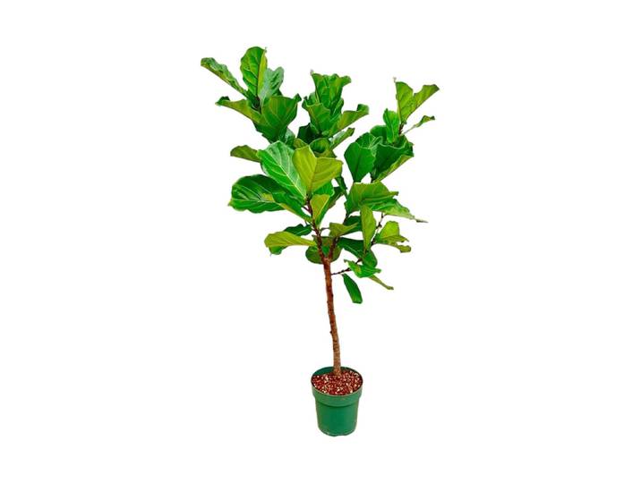 Ficus Lyrata Stamm Ø30