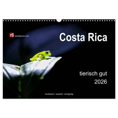 Costa Rica tierisch gut 2026 (Wandkalender 2026 DIN A3 quer), CALVENDO Monatskalender