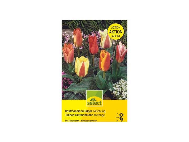 Select Blumenzwiebel Kaufmanniana Tulpen Mix ''