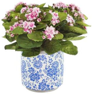 Creative Labs Kalanchoes in Decorative Ceramic Pot