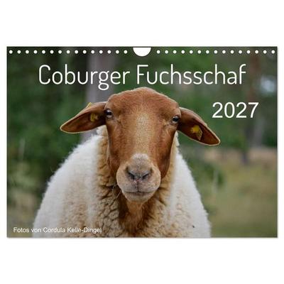 Coburger Fuchsschaf (Wandkalender 2027 DIN A4 quer), CALVENDO Monatskalender