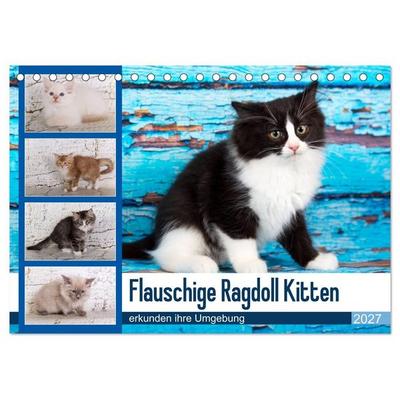 Flauschige Ragdoll Kitten (Tischkalender 2027 DIN A5 quer), CALVENDO Monatskalender
