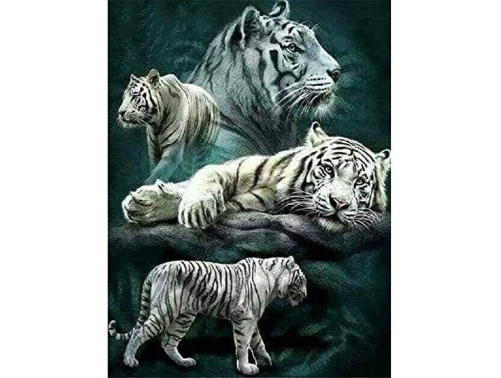Puzzle 5000 Teile - Jigsaw Puzzle für Erwachsene - Buntes Puzzle 5000 Teile Erwachsene, Motiv:Verschiedene Bewegungen des weißen Tigers, 5000 Teile Puzzle, Puzzle Erwachsene 5000 Teile, Puzzel,5000 P