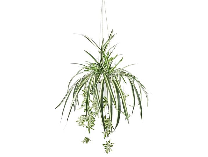 Kunstpflanze I.GE.A. Wasserlilie hängend , grün, B:56cm H:65cm L:56cm, Polyester, Kunstpflanzen, Kunstpflanze, Mit Hängeampel Grünlilie Grünpflanze Chlorophytum Kunstblume Dekoblume