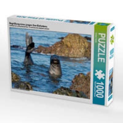 CALVENDO Puzzle Begrüßung eines jungen See-Elefantens | 1000 Teile Lege-Größe 64x48cm Foto-Puzzle für glückliche Stunden