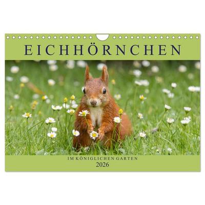 Eichhörnchen im Königlichen Garten (Wandkalender 2026 DIN A4 quer), CALVENDO Monatskalender