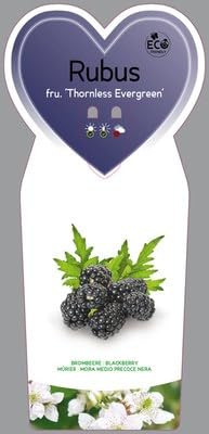 Doornloze braam Rubus frut. Thornless Evergreen