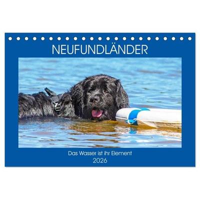 Neufundländer - Das Wasser ist ihr Element (Tischkalender 2026 DIN A5 quer), CALVENDO Monatskalender