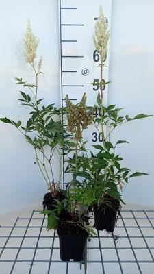 6 x Astilbe Weisse Gloria Prachtspiere - Pot van 9 x 9 cm - GRDplanten