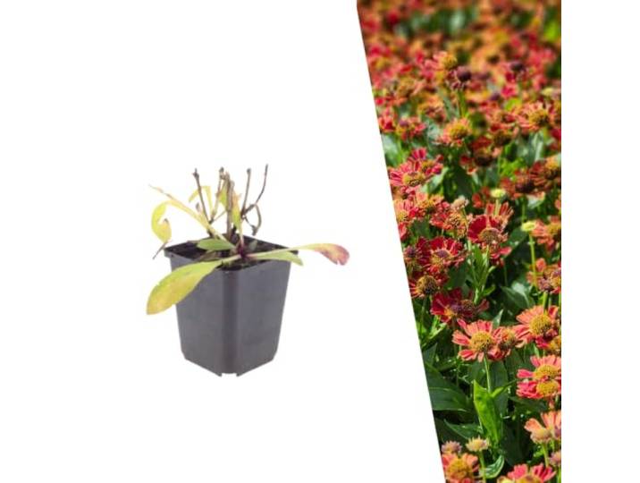 Plants by Frank Helenium Moerheim Beauty, 60x Sonnenbraut, Ø 9 cm Sonnenbraut 'Moerheim Beauty', Winterhart Mehrjährig, Stauden, Gartenpflanzen, Topf 9 cm, Höhe: 15 cm
