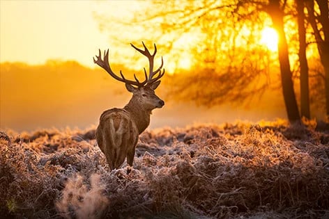 MondiArt Alu Art Wanddecoratie Red Deer in Morning Sun - Multicolour - B: 120 cm, H: 80 cm