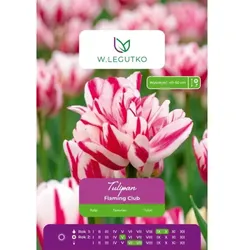 Tulpen „Flaming Club“, 4 Stück