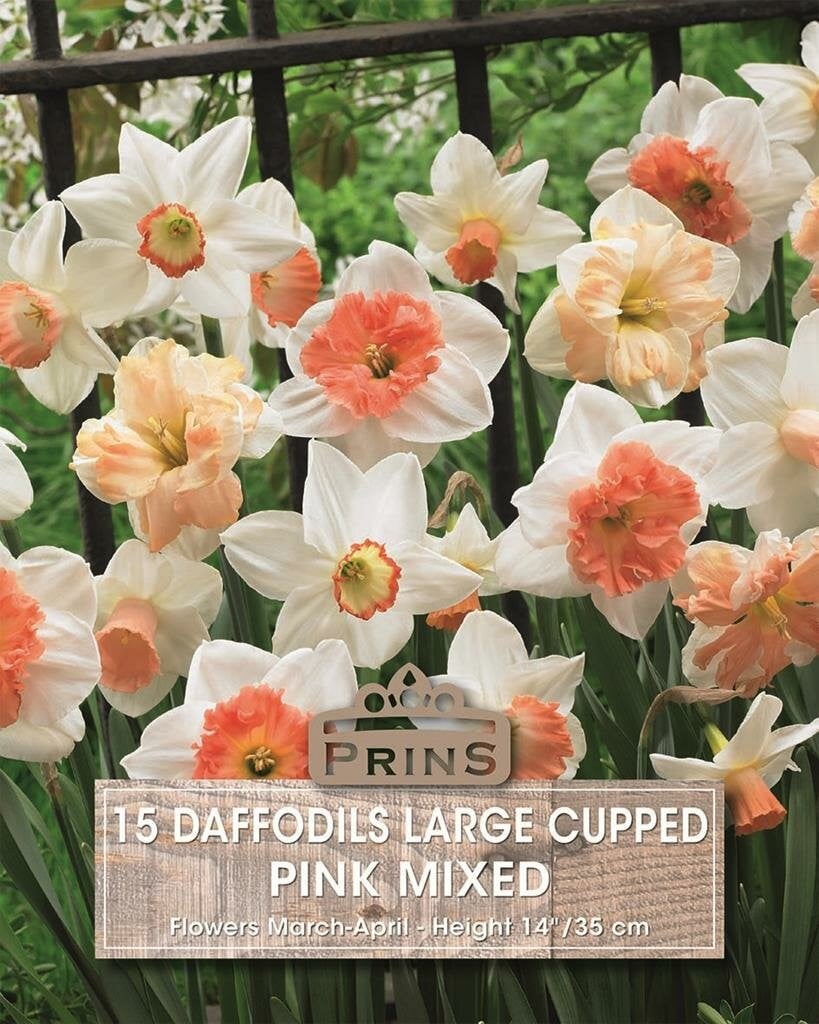 Prins Narcis Daffodils Large Cupped Pink Mix - 15 bollen