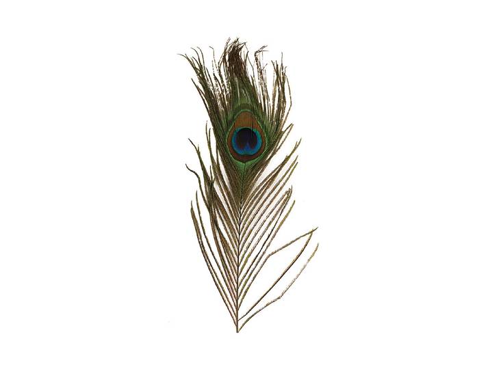 Rayher Pfauenfedern 25 cm 3 Stück