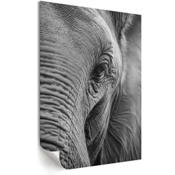 POSTER - 29x42 cm - Visual Echo - Elefantenblick