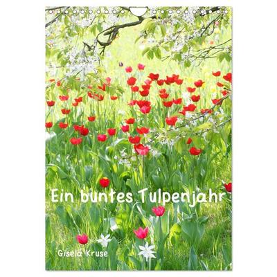 Ein buntes Tulpenjahr (Wandkalender 2026 DIN A4 hoch), CALVENDO Monatskalender