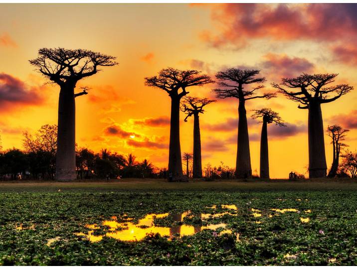 Fototapete PAPERMOON Baobabs Trees African Sunset , bunt, B:1,5m L:1,11m, Vlies, Tapeten, Fototapete